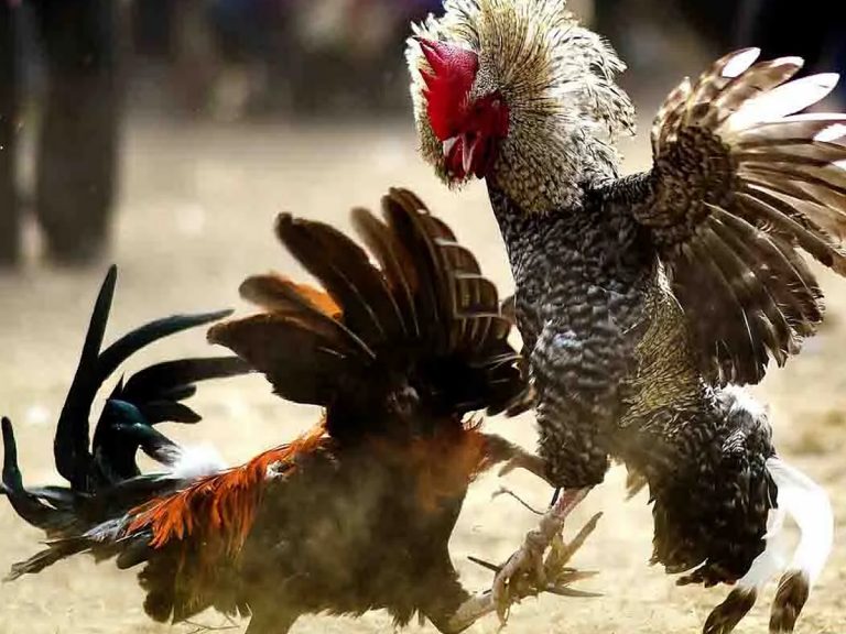 అక్క‌డ కార్తీక మాసంలోనే మొద‌లైన కోడి పందేలు.. 32 మంది అరెస్ట్‌…