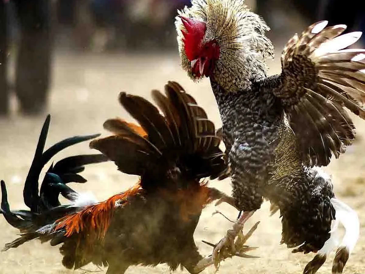 అక్క‌డ కార్తీక మాసంలోనే మొద‌లైన కోడి పందేలు.. 32 మంది అరెస్ట్‌…