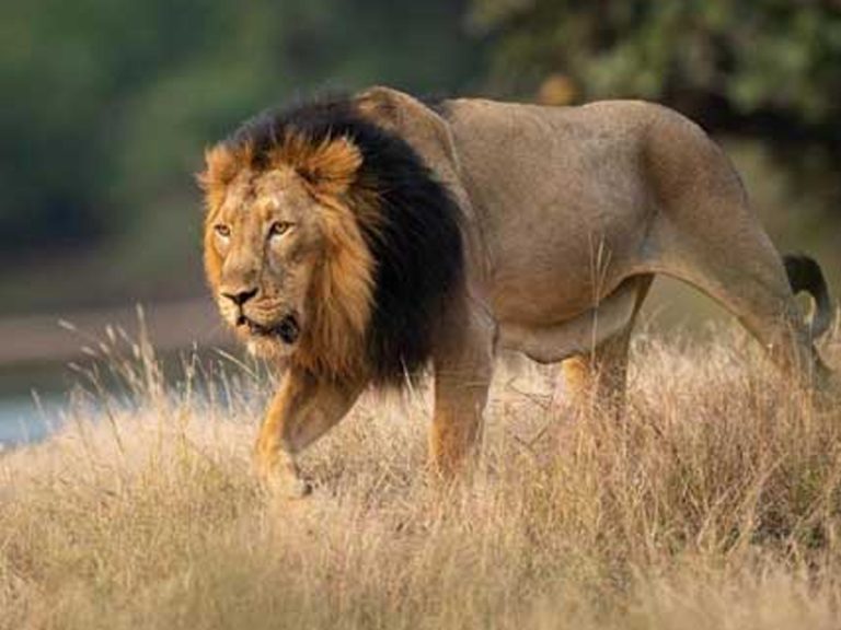 జంతువుల్లో మ‌ళ్లీ క‌రోనా క‌ల‌క‌లం:  నాలుగు సింహాల‌కు పాజిటివ్‌…