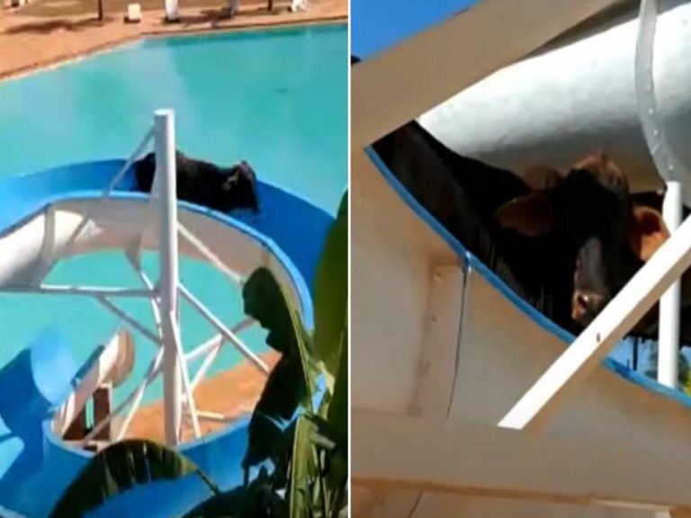 క‌బేళా నుంచి త‌ప్పించుకొని 800 కిమీ ప‌రుగులు తీసిన గోవు… వైర‌ల్‌..