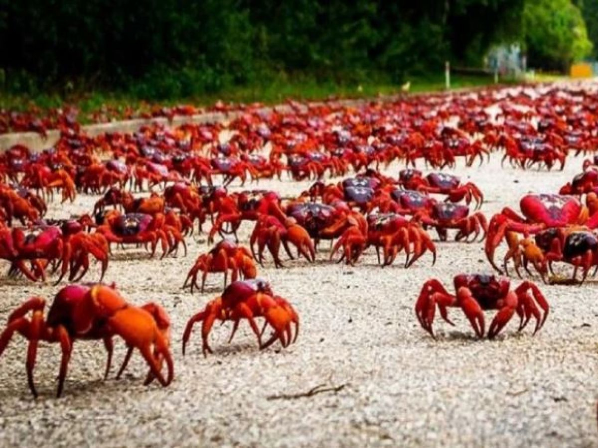 రోడ్ల‌పైకి కోట్ల సంఖ్య‌లో పీత‌లు… షాకైన టూరిస్టులు…