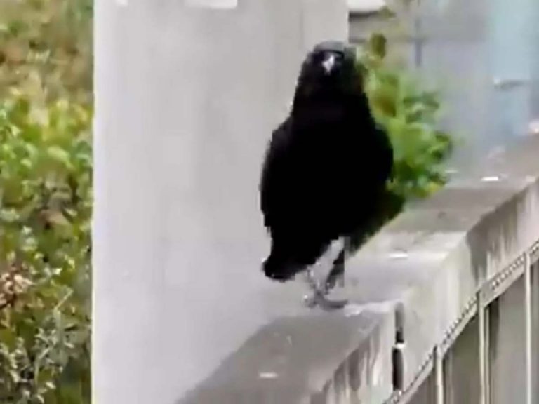 వైర‌ల్‌:  క్యాట్ వాక్‌తో క్యూట్‌ కాకి…