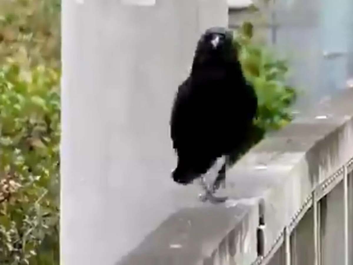 వైర‌ల్‌:  క్యాట్ వాక్‌తో క్యూట్‌ కాకి…