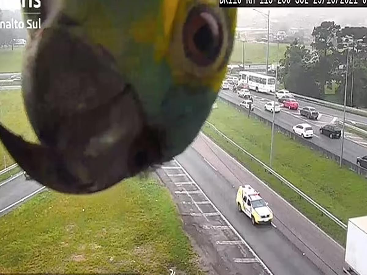 ట్రాఫిక్ కెమెరా ముందు ఫోజులిచ్చిన అనుకోని అతిథి… నెట్టింట్లో వైర‌ల్‌…