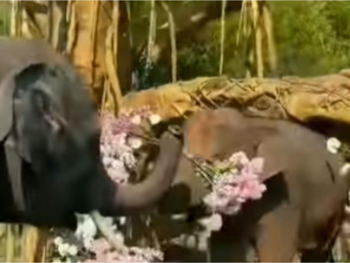 వైర‌ల్‌:  ఏనుగు ల‌వ్ ప్ర‌పోజ‌ల్‌… మ‌నుషుల‌ను మించేలా…!!