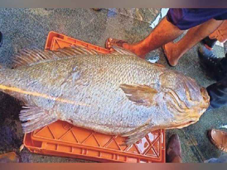 ఉడిపిలో అరుదైన చేప‌… వేలంలో భారీ ధ‌ర‌కు అమ్మ‌కం…