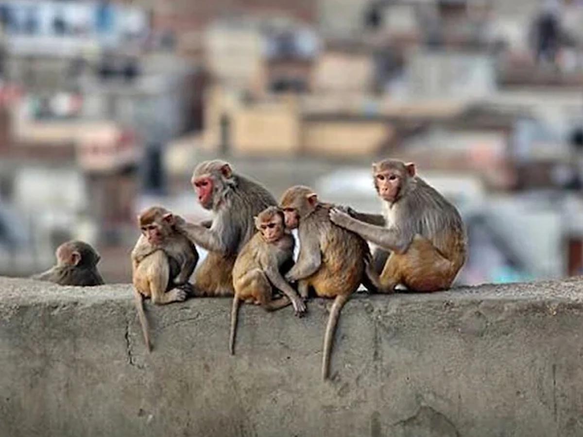 ల‌క్ష‌ల మంది ప్రాణాలు కాపాడిన కోతులు… అవే లేకుంటే…