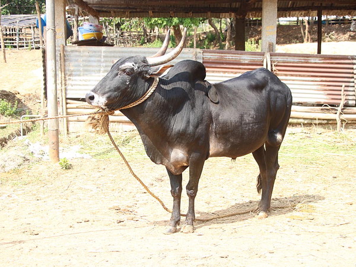 ఆ జాతి గిత్త ఖ‌రీదు రూ.కోటి… ఎందుకంటే…