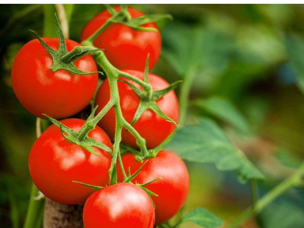 వైర‌ల్‌:  ధ‌ర ఎంత పెరిగినా… ఇలా చేస్తే ట‌మోటా త‌రిగిపోదు…