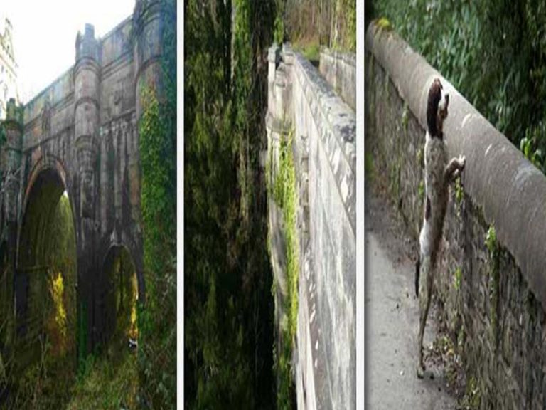 మిస్ట‌రీ:  ఆ బ్రిడ్జి మీద‌నుంచి దూకి ఆత్మ‌హ‌త్య‌లు చేసుకుంటున్న కుక్కలు… కార‌ణం…