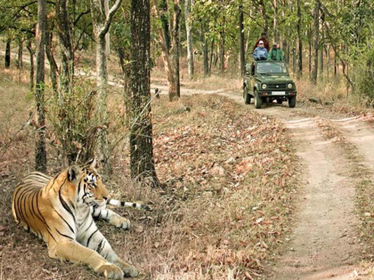 గుడ్ న్యూస్‌… న‌ల్ల‌మ‌ల‌లో తెరుచుకున్న టైగ‌ర్ స‌ఫారి…