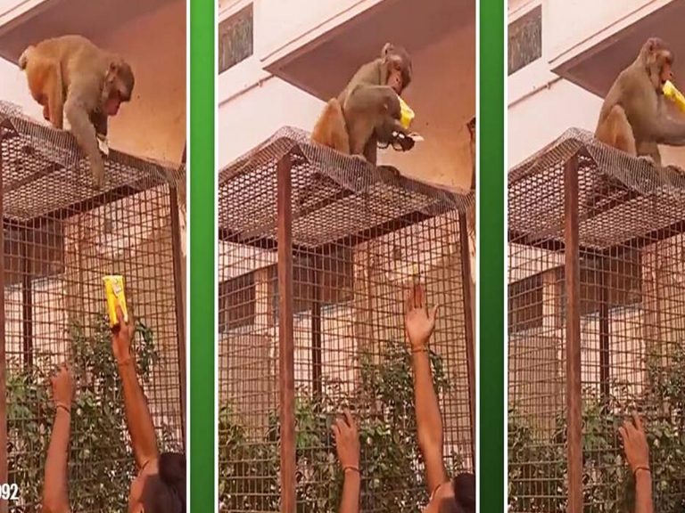 వైర‌ల్‌: తెలివిలో అది మ‌నిషిని మించిపోయింది…