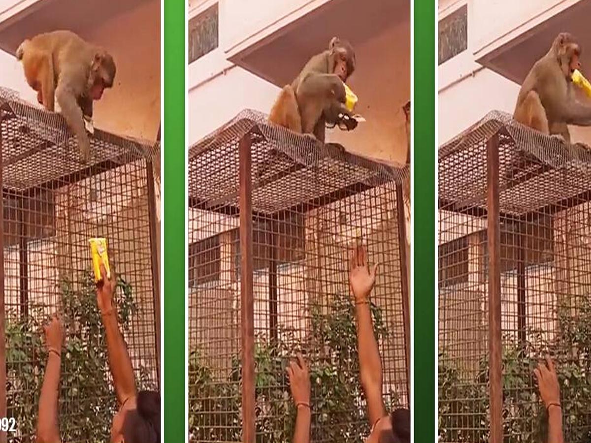 వైర‌ల్‌: తెలివిలో అది మ‌నిషిని మించిపోయింది…