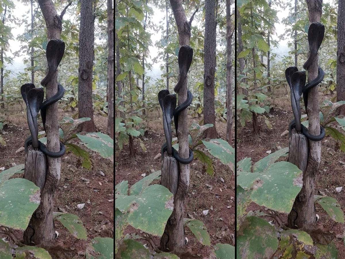 అందంగా ఉన్నాయి… బొమ్మ‌ల్లా ఉన్నాయ‌ని ద‌గ్గ‌ర‌కెళ్లారో… ఇక అంతే…