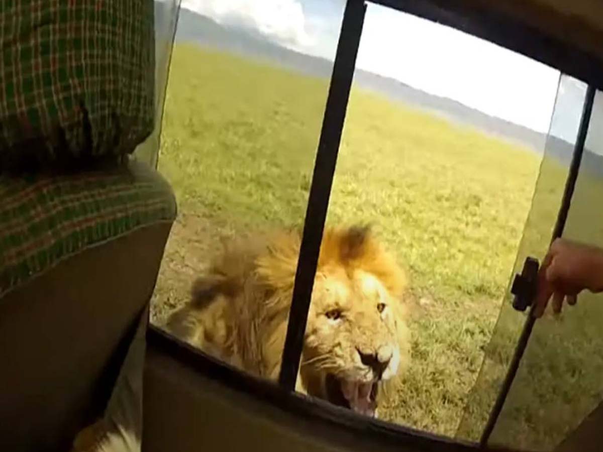 వైర‌ల్‌: సింహాన్ని దూరం నుంచి చూడాల‌నుకోవ‌డంలో త‌ప్పులేదు…. ద‌గ్గ‌రి నుంచి వీడియో తీస్తే…