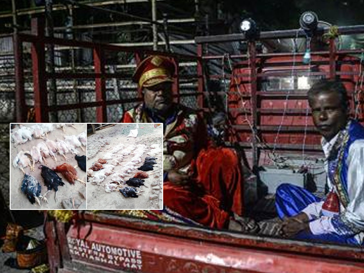 బరాత్‌లో బ్యాండ్‌ మోత.. గుండెపోటుతో కోళ్లు మృతి..! పోలీసులకు ఫిర్యాదు..