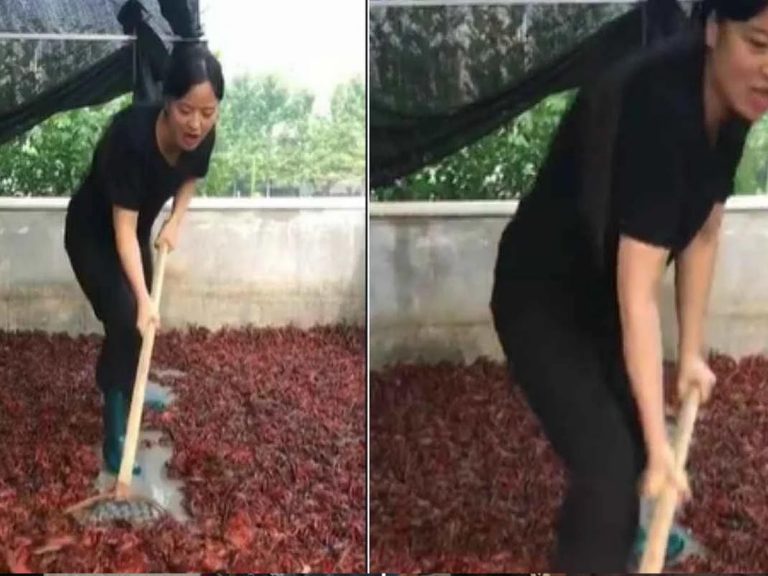 కోళ్లు కాదు… తేళ్ల పెంప‌కం… ఫైర్ అవుతున్న నెటిజ‌న్లు…