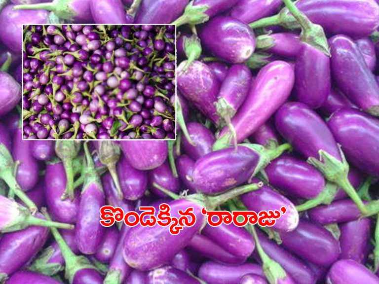 రికార్డుస్థాయికి వంకాయ ధర.. మార్కెట్‌లోనే కిలో రూ.100..!