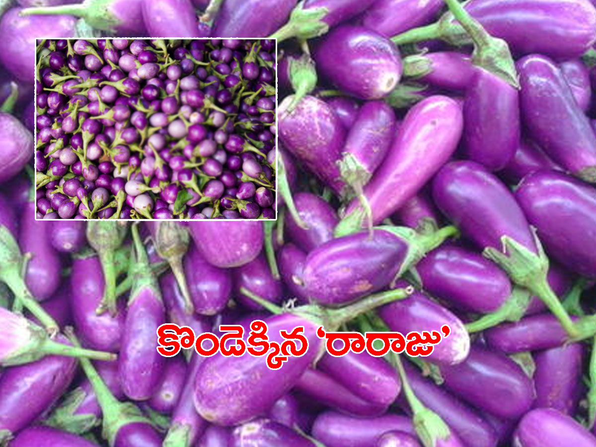 రికార్డుస్థాయికి వంకాయ ధర.. మార్కెట్‌లోనే కిలో రూ.100..!