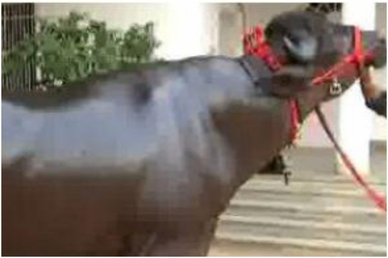 బ్రేకింగ్:ఖైరతాబాద్ చౌరస్తాలో దున్నపోతు వీరంగం