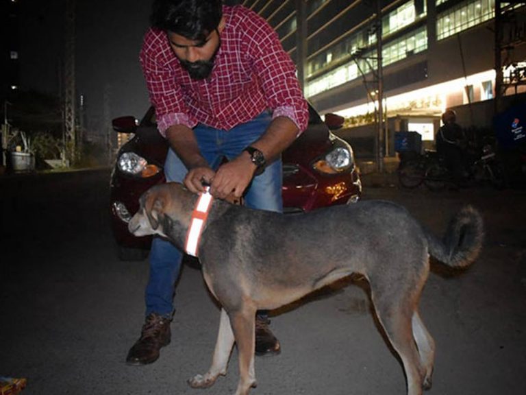 అర్ధరాత్రి నడిరోడ్డుపై కాలర్ ఎగరేస్తున్న శునకాలు.. ఎలానో తెలుసా..?