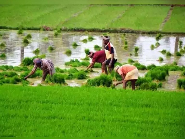 వరి వేస్తే ఉరి.. మరీ సగటు రైతన్న దారేటు..?