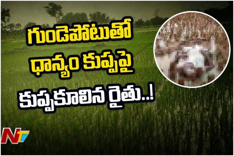 గుండెపోటుతో ధాన్యం కుప్పపై కుప్పకూలిన రైతు