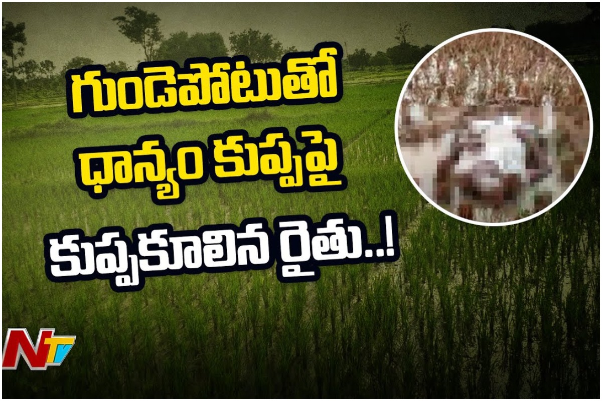 గుండెపోటుతో ధాన్యం కుప్పపై కుప్పకూలిన రైతు