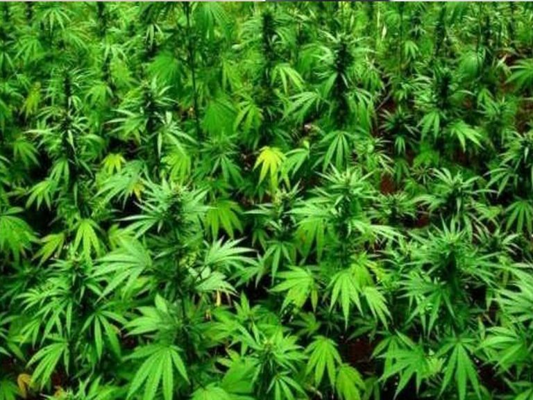 గంజాయి సాగుతో బలవుతున్న గిరిజనులు