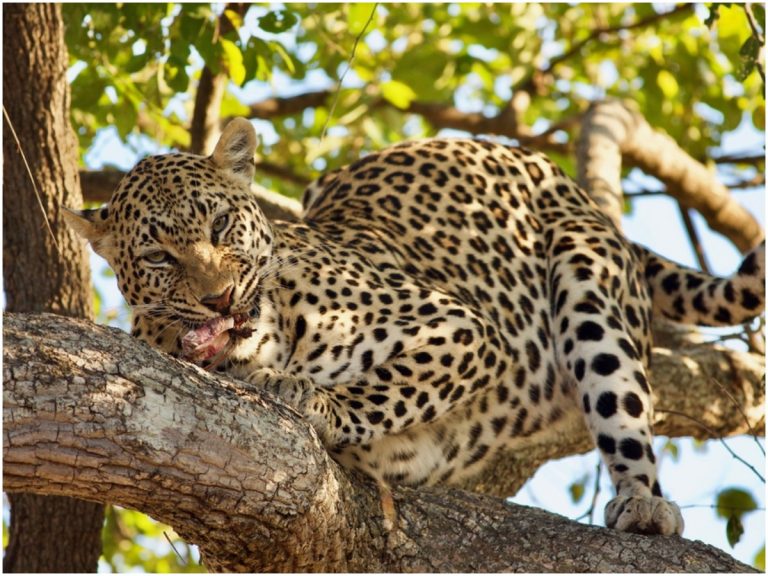 సంగారెడ్డి జిల్లాలో చిరుత కలకలం.. రైతుల్లో భయం