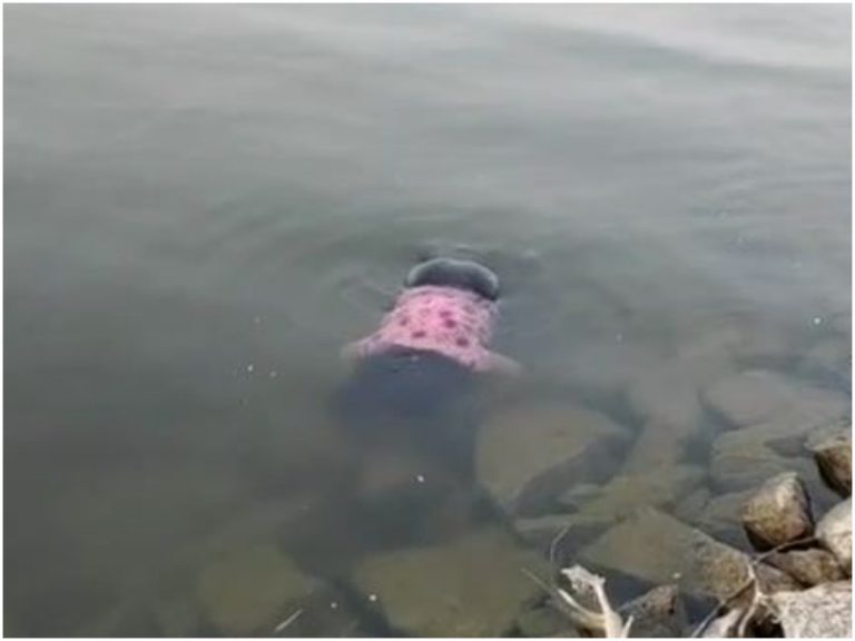 బ్రేకింగ్‌: లోయర్ మానేరు డ్యాంలో యువతి మృతి