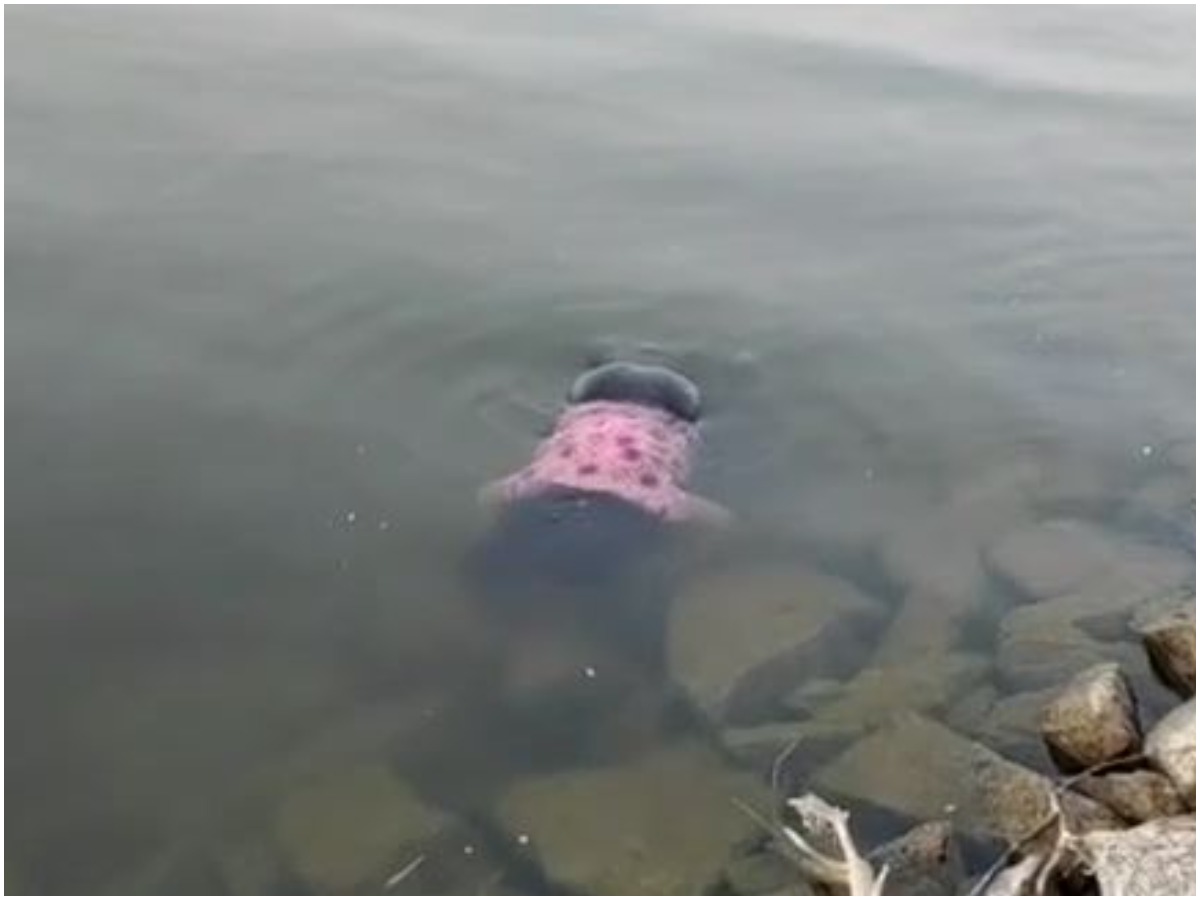 బ్రేకింగ్‌: లోయర్ మానేరు డ్యాంలో యువతి మృతి