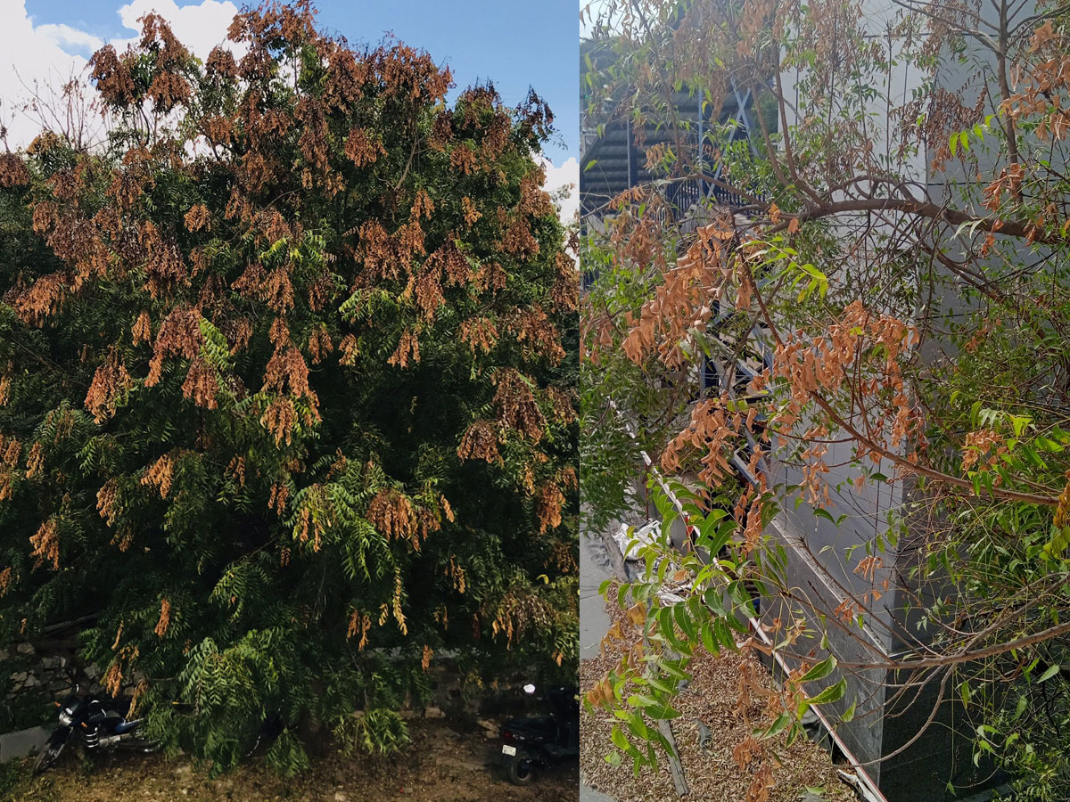 ప్రమాదపు అంచుల్లో సహజ సంజీవని.. కాపాడుకుందాం :టీఎస్‌ ప్రభుత్వం