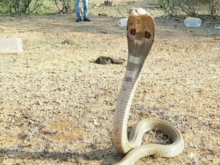 పార్టీ కార్యాలయంలోకి పాము కలకలం..పట్టుకుని బయటపడేసిన టీఆర్ఎస్ నేత !