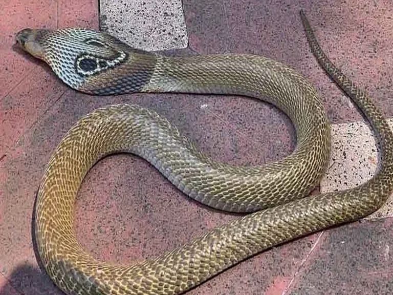 Snake Hulchul: కలెక్టరేట్‌లో పాము కలకలం