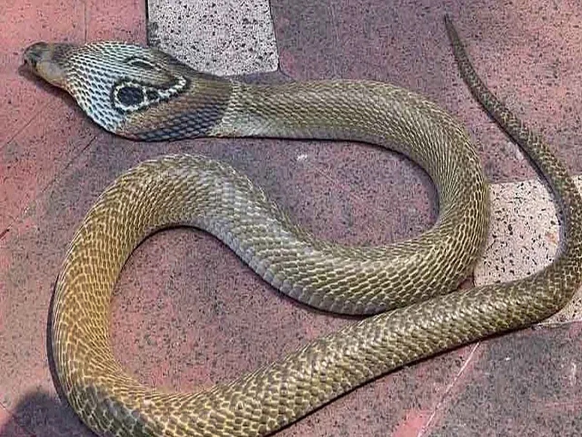 Snake Hulchul: కలెక్టరేట్‌లో పాము కలకలం