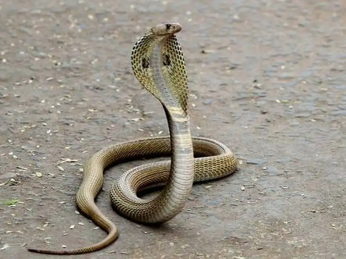 హత‘విధీ’… పట్టుకున్న పామే కాటేసింది