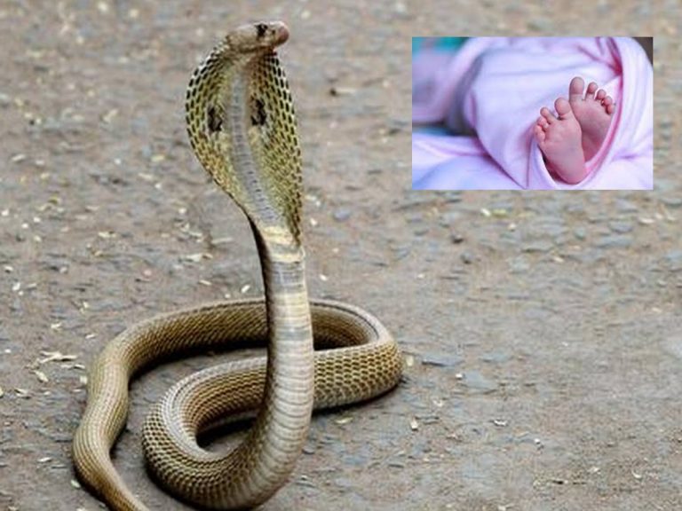 ఒకే ఇంట్లో ముగ్గురిని కాటేసిన పాము.. చిన్నారి మృతి