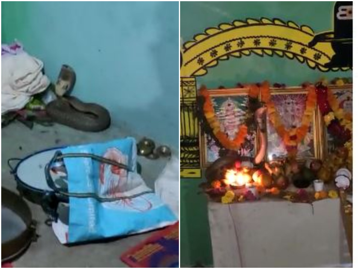 అయ్యప్ప స్వాముల భజన … నాగుపాము ఏం చేసిందంటే?