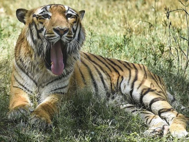 పులి రక్షణలో నిర్లక్ష్యం వహించిన నలుగురు అధికారులపై వేటు..