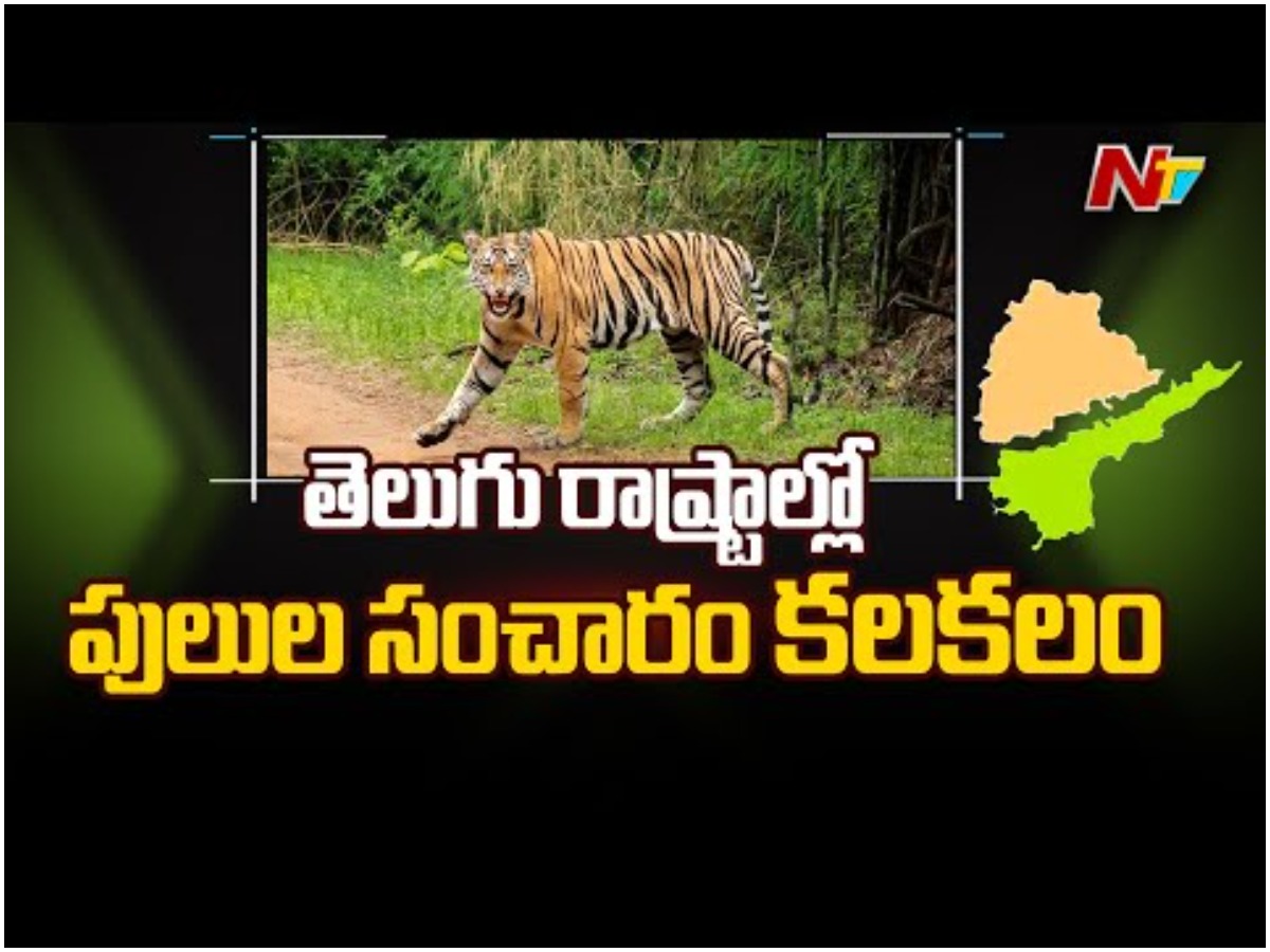 శ్రీశైలంలో పెద్దపులి సంచారం..!