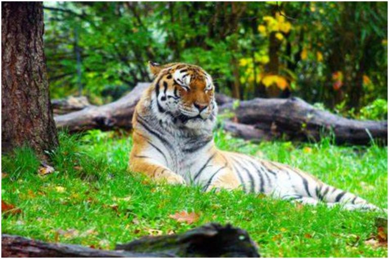 బాబోయ్ పులి.. తెలుగు రాష్ట్రాల్లో భయం భయం