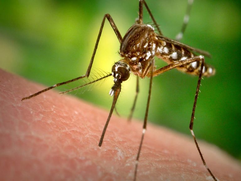 దేశంలో మరోసారి జికా వైరస్ కలకలం