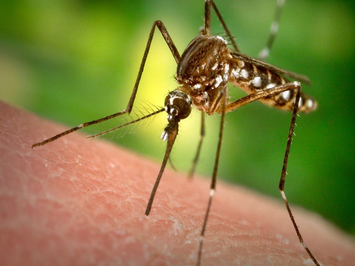 దేశంలో మరోసారి జికా వైరస్ కలకలం