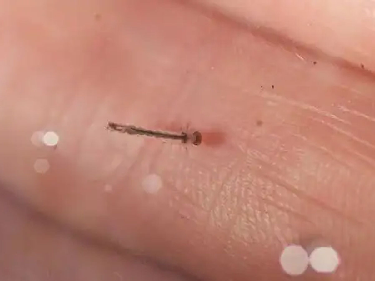 యూపీని కలరవపెడుతున్న జికా వైరస్‌.. 36 చేరిన బాధితుల సంఖ్య..