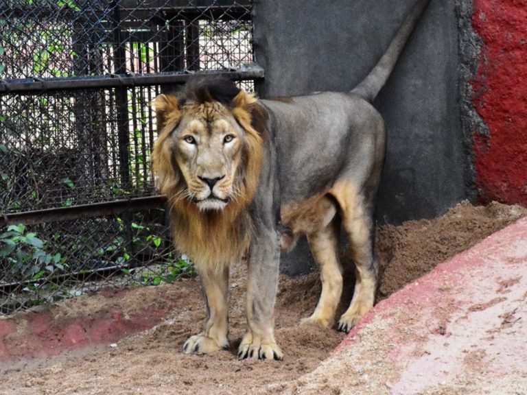 వీడియో: జూపార్కులో యువకుడి అత్యుత్సాహం