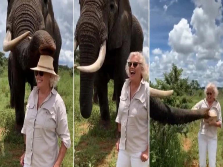 మ‌హిళ‌తో ఏనుగు దాగుడుమూత‌లు… టోపీని దాచేసి…