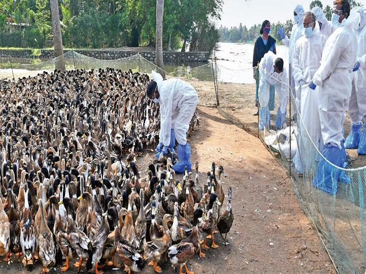 కేర‌ళ‌ను భ‌య‌పెడుతున్న బర్డ్ ఫ్లూ… అల‌ప్పుజలో అల‌ర్ట్‌..