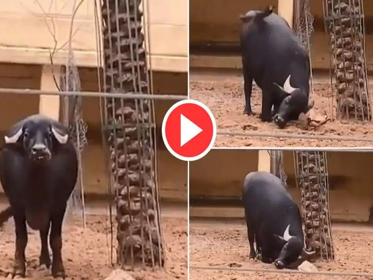 వైర‌ల్‌:  నెటిజన్ల మ‌న‌సు దోచిన దున్న‌పోతు…