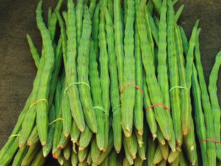 మోత మోగుతున్న డ్ర‌మ్‌స్టిక్స్‌…